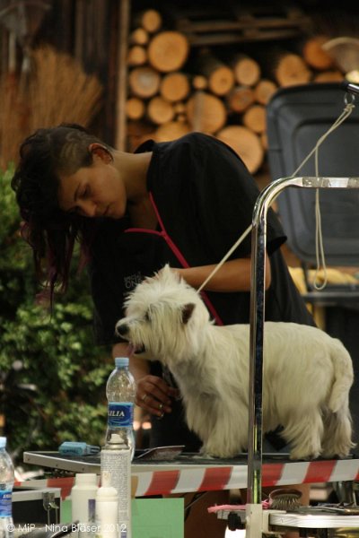 2012-07-01 B & B - Bedlington & Bichon Fun Day (44)_1000x1500.jpg